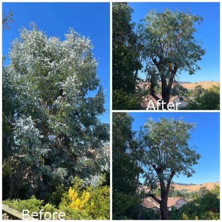 🚛🌲🚚CALIFA TREE CARE INC. TREE &amp; STUMP GRINDING SERVICE🚛🌲🚚 - farm &amp; garden services
