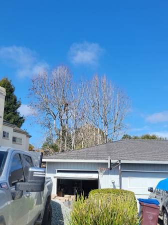 🐕🦋🪴YARD CLEAN UPS AND TREE SERVICE 🥀🌲🌴 🦜 - farm &amp; garden services