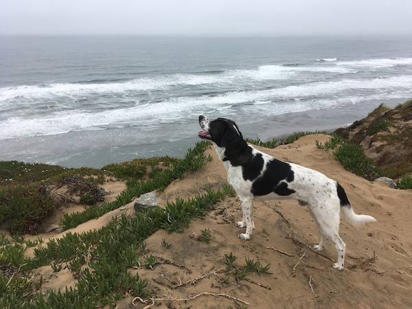 Rocky's Rover Roadhouse—crashhouse for dogs - pet services: dog walking, sitting, boarding &amp; training