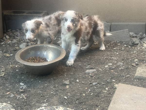 Border Collie Puppies!!! - pet services: dog walking, sitting, boarding &amp; training