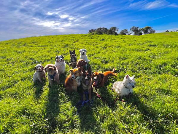 Woof Yeah! Dog Walking - Dogwalkers seeking dogs for adventures 🌲🥾☀️ - pet services: dog walking, sitting, boarding &amp;...