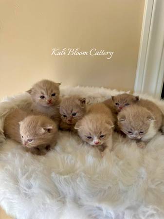 British Munchkin &amp; British Shorthair Kittens - pet services: dog walking, sitting, boarding &amp; training