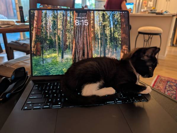 6 week old tuxedo kitten re-home - pet services: dog walking, sitting, boarding &amp; training