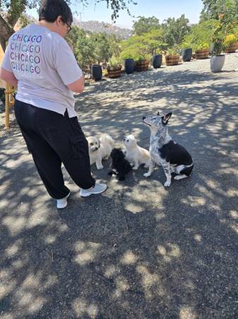 All ANIMAL DAYCARE, BOARDING - pet services: dog walking, sitting, boarding &amp; training