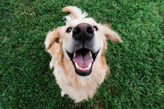 🐾 Need a Dog Walker? I’d Love to Help! 🐾 - pet services: dog walking, sitting, boarding &amp; training