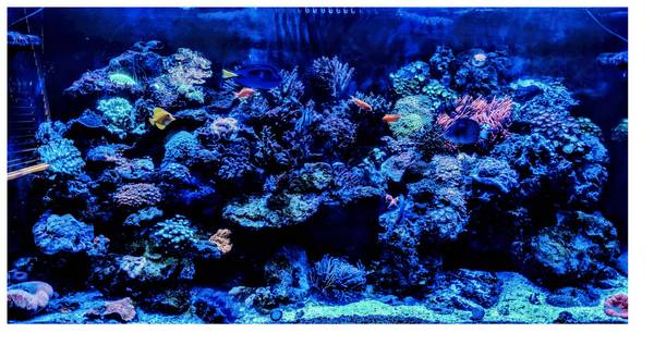 Aquarium Leasing, Installation, Maintenance, Moving; RODI/SALT Water - pet services: dog walking, sitting, boarding &amp;...