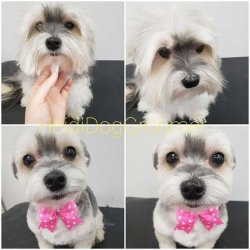 NY Puppy Club